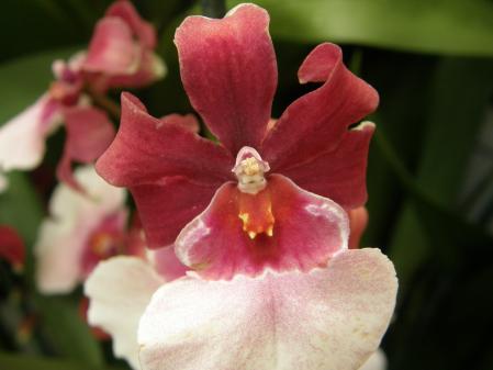 -petite-fee-dans-orchidee- -petite-fee-dans-orchidee-
