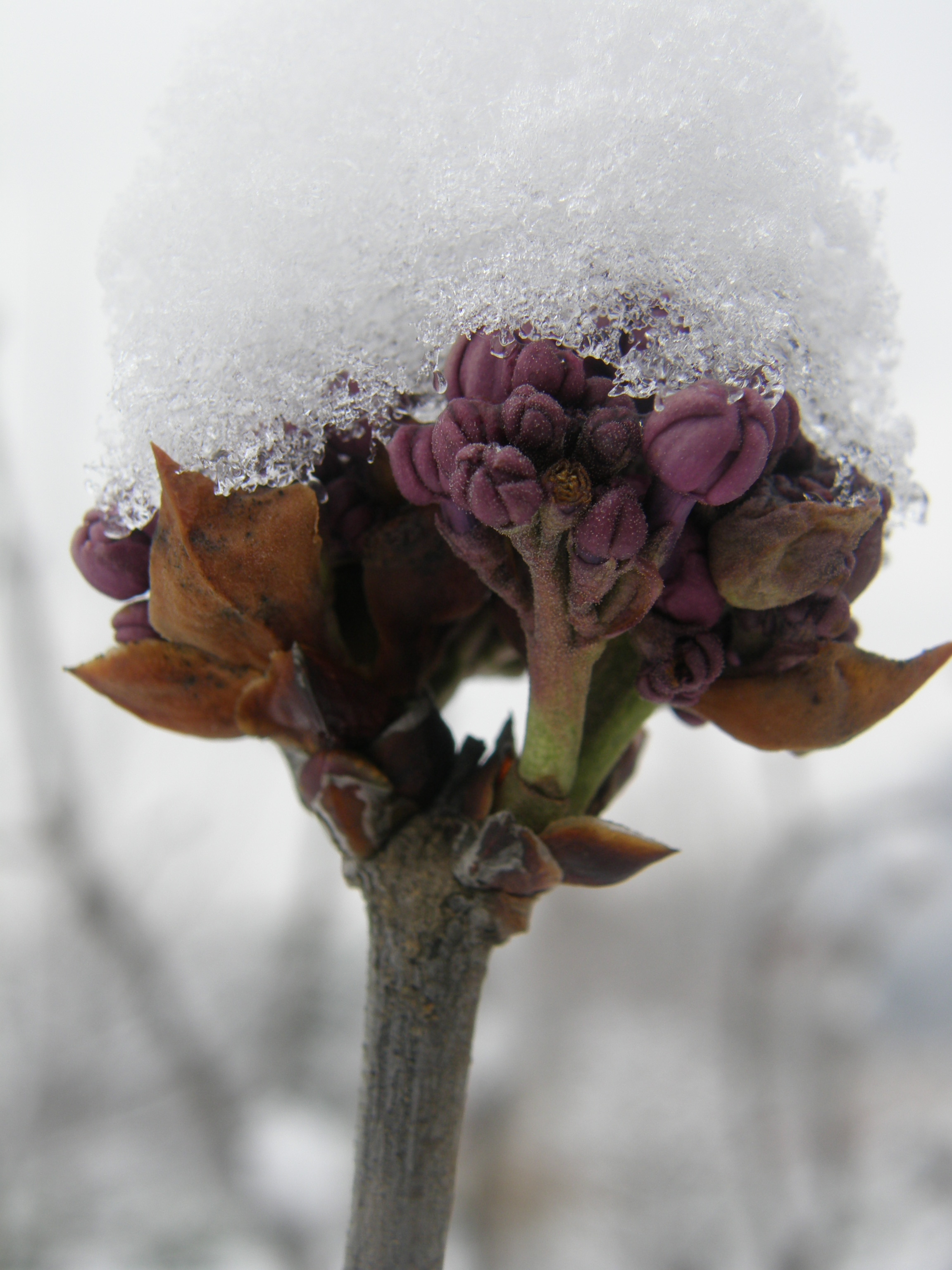 Neige St Hippolyte