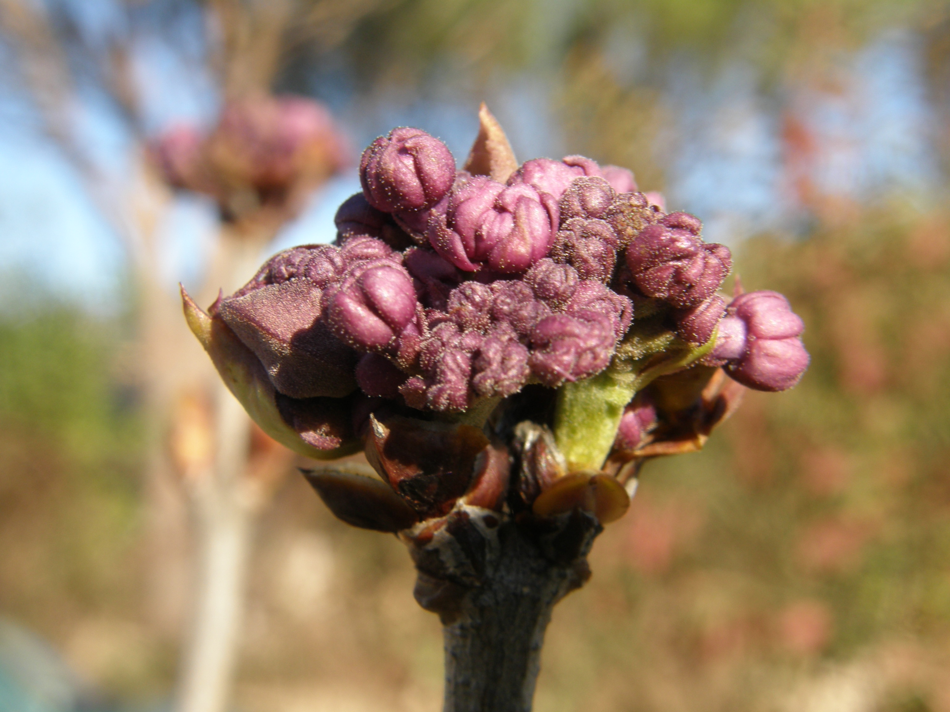 lilas