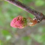 future grappe de raisin