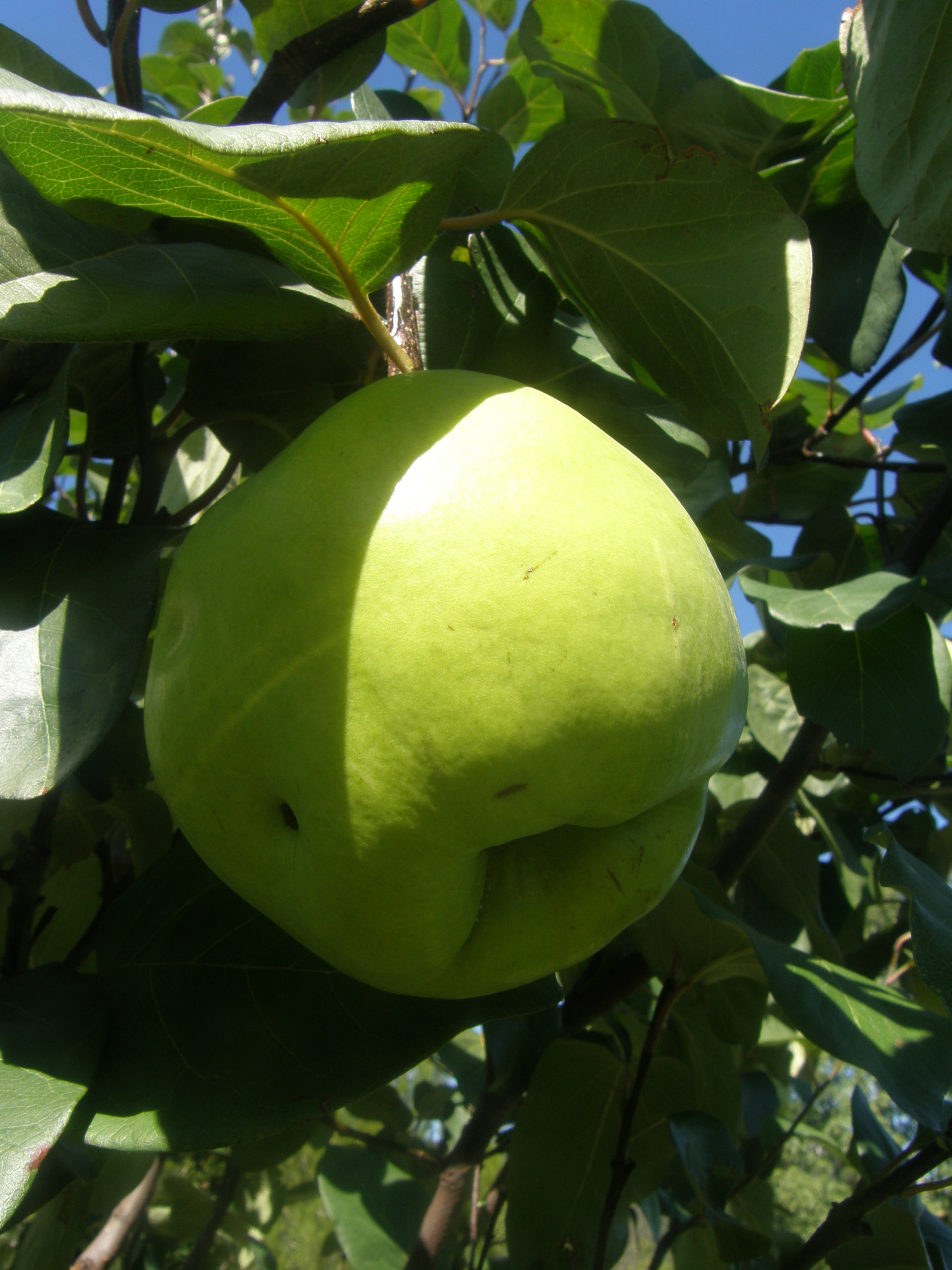 Composteur Bois Botanic : La ronde des fruitiers – Conseils jardin – Daniel LysConseils jardin Composteur Bois Botanic : La ronde des fruitiers – Conseils jardin – Daniel LysConseils jardin