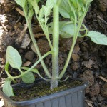tomate avant plantation