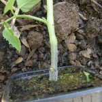 tomate, préparation du plant