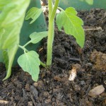plantation profonde de la tomate